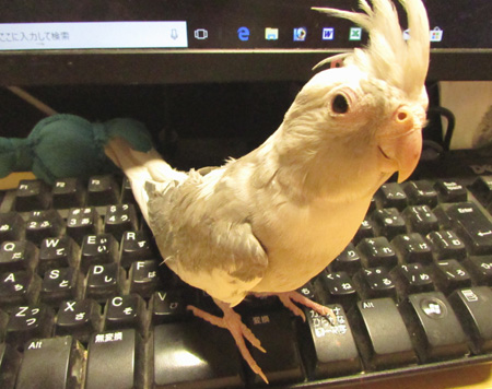 実木訓練鳥 オウム サンショウ木駅棒 鳥類訓練所8